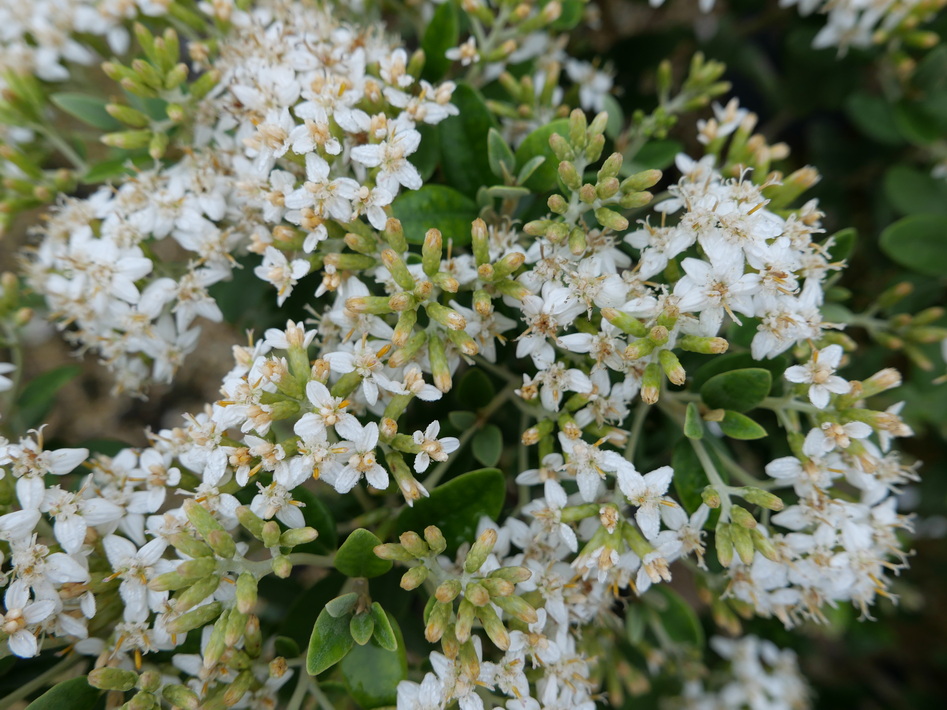 OLEARIA x.haastii