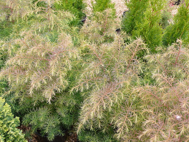 CRYPTOMERIA japonica Elegans