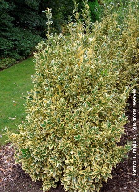 EUONYMUS japonicus Bravo