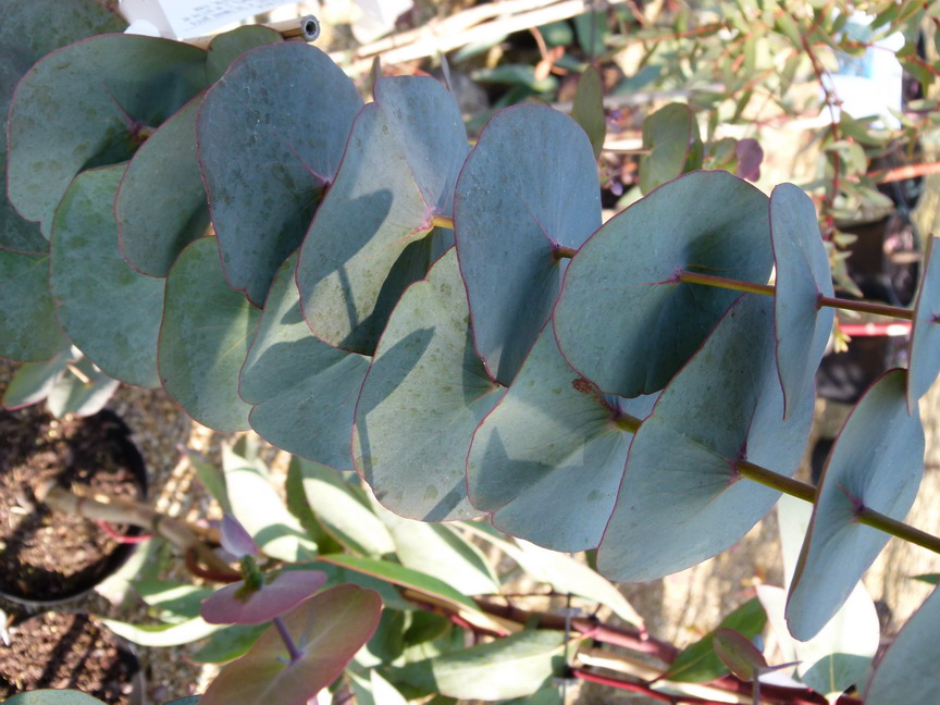 EUCALYPTUS perriniana