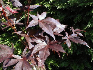 photo ACER palmatum Bloodgood