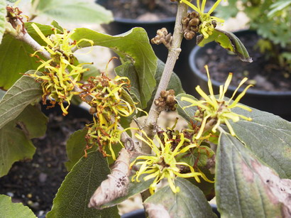 HAMAMELIS mollis