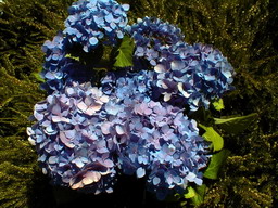 HYDRANGEA macrophylla Bodensee