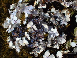 HYDRANGEA macrophylla Tricolor