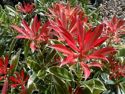 PIERIS Flaming Silver