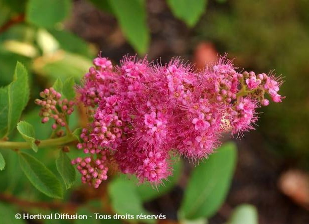 SPIRAEA x.billardii