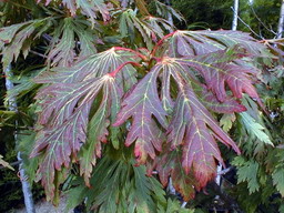 photo ACER japonicum Aconitifolium