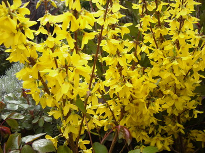 FORSYTHIA X.intermedia Mélée d'Or ®