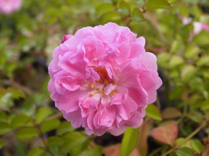 ROSA x.Pablito