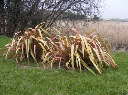 PHORMIUM tenax Rainbow Maiden