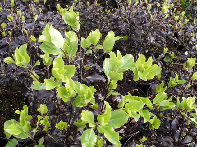 PITTOSPORUM tenuifolium Purpureum : jeune feuillage de printemps. Nº753