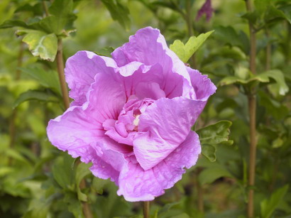 HIBISCUS syriacus Lavender Chiffon ®