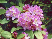 RHODODENDRON hybride Catawbiense Grandiflorum