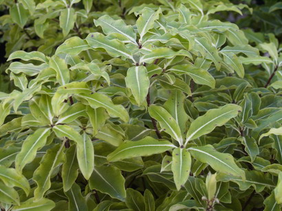 PITTOSPORUM tenuifolium Golden King