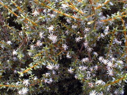 OLEARIA solandri Aurea : floraison de juillet-août. Nº770