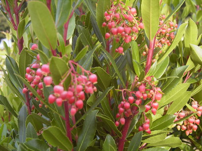 ARBUTUS unedo Rubra