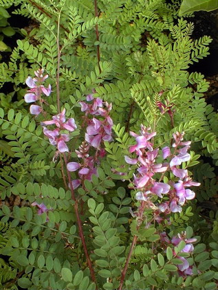 INDIGOFERA dosua