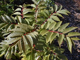 CEDRELA sinensis Flamingo
