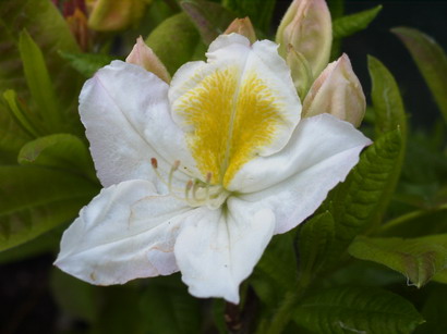 AZALEA Knap Hill Persil