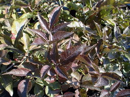 SAMBUCUS nigra Purpurea