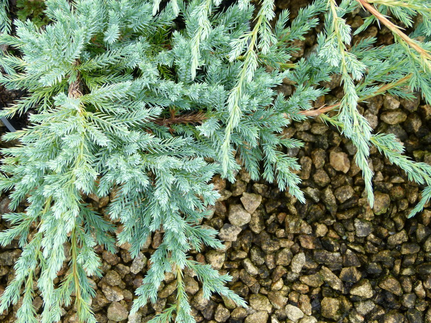 JUNIPERUS squamata Blue Carpet