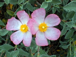 CISTUS parviflorus