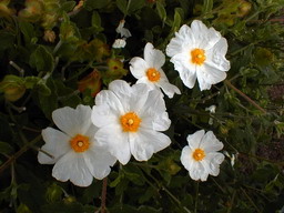 CISTUS salviifolius