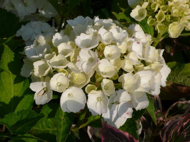 HYDRANGEA macrophylla Madame Emile Mouillère : floraison estivale. Nº793