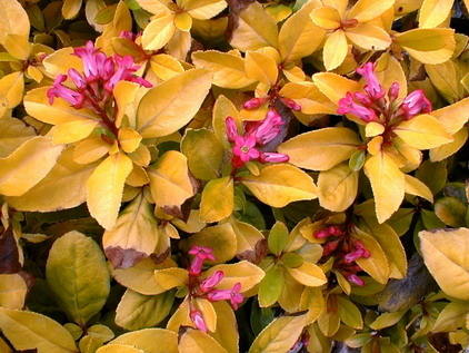 ESCALLONIA laevis Aureovariegata