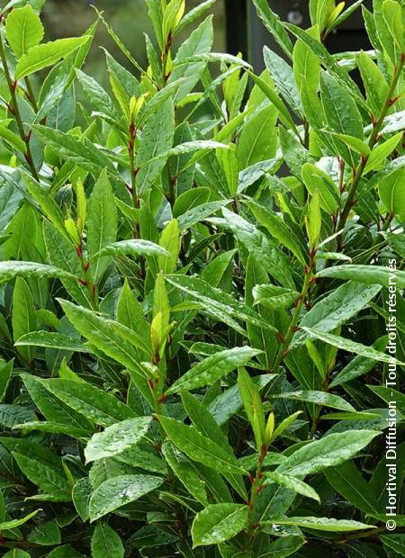 LAURUS nobilis Little Ragu ®