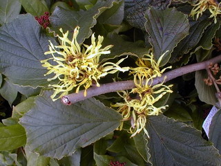 HAMAMELIS mollis Pallida