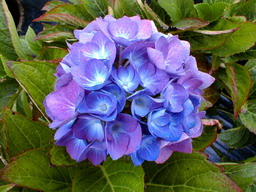 HYDRANGEA macrophylla Renate Steiniger
