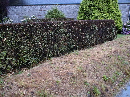 ELAEAGNUS X.ebbingei
