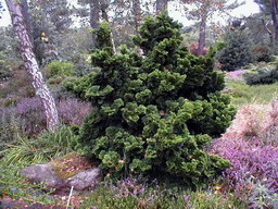 photo CHAMAECYPARIS obtusa Nana Gracilis