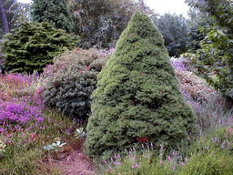 PICEA glauca Conica