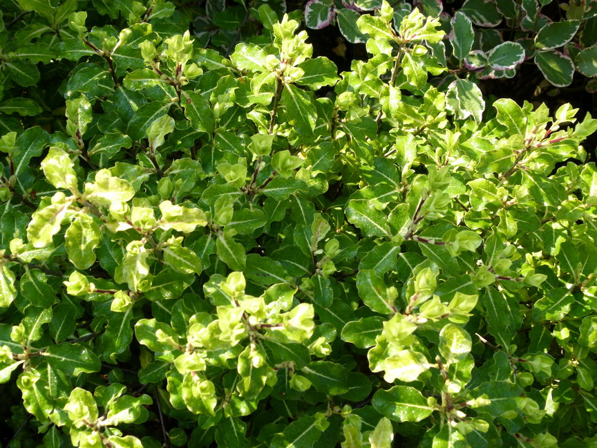 PITTOSPORUM tenuifolium Abbot's Bury Gold