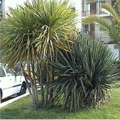 CORDYLINE indivisa