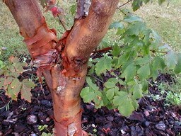 ACER griseum