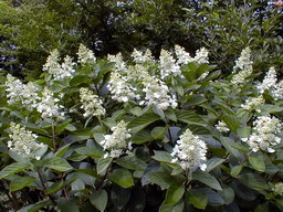 HYDRANGEA paniculata Tardiva : floraison débutant à la mi-août,. Nº835