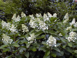 HYDRANGEA paniculata Tardiva