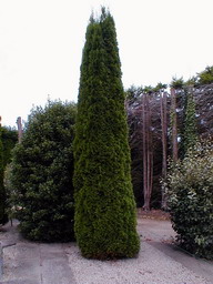 THUJA occidentalis Emeraude