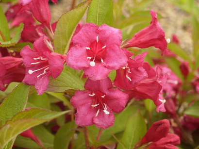 WEIGELIA Bristol Ruby