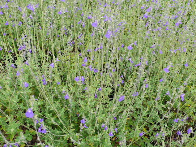 SALVIA chamaedryoides