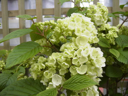 VIBURNUM plicatum Popcorn