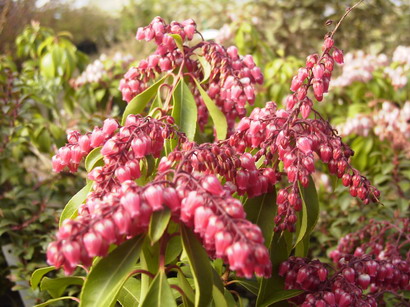 PIERIS japonica Valley Valentine