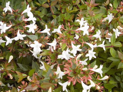 ABELIA x.grandiflora Sherwood : floraison estivale. Nº863