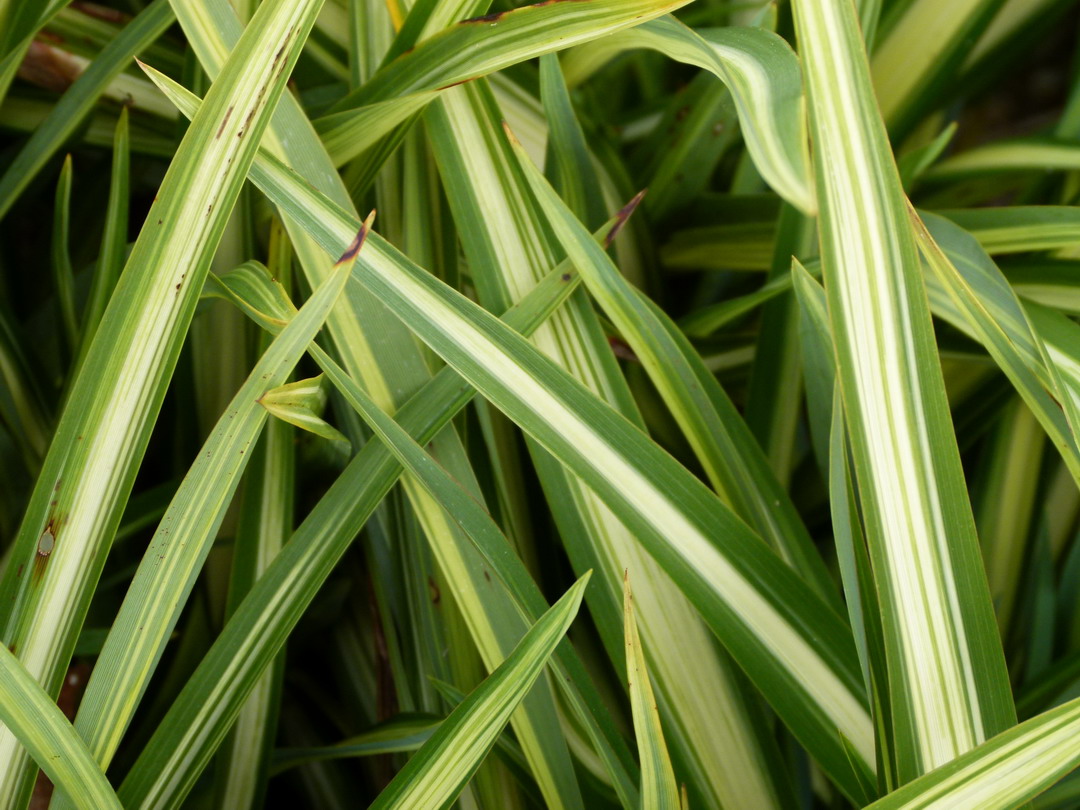 PHORMIUM Moonracker