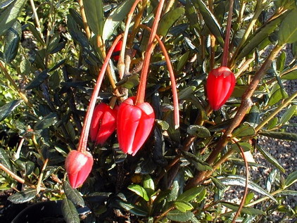 CRINODENDRON hookeranum