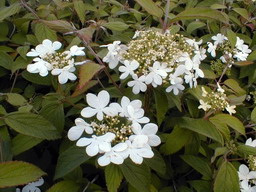 VIBURNUM plicatum Watanabe