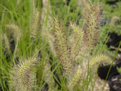 PENNISETUM alopecuroides Hameln